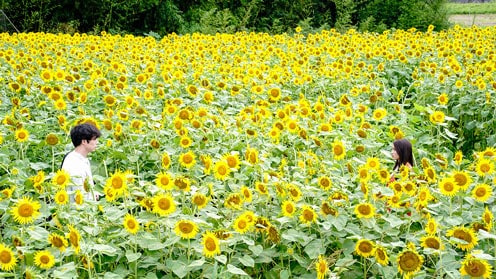 盤上の向日葵 場面写真8