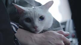 吾輩は猫である! 場面写真